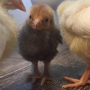 Meet your Posher, Aubrie